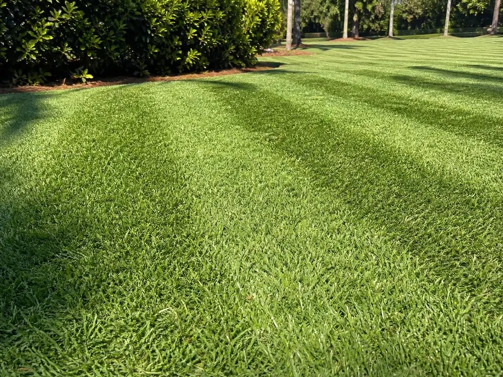 Lawn Mowing in Palmetto, Florida